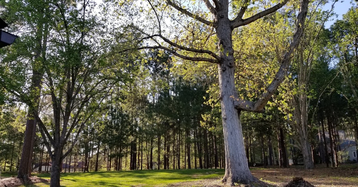 A Better Tree Service project photo
