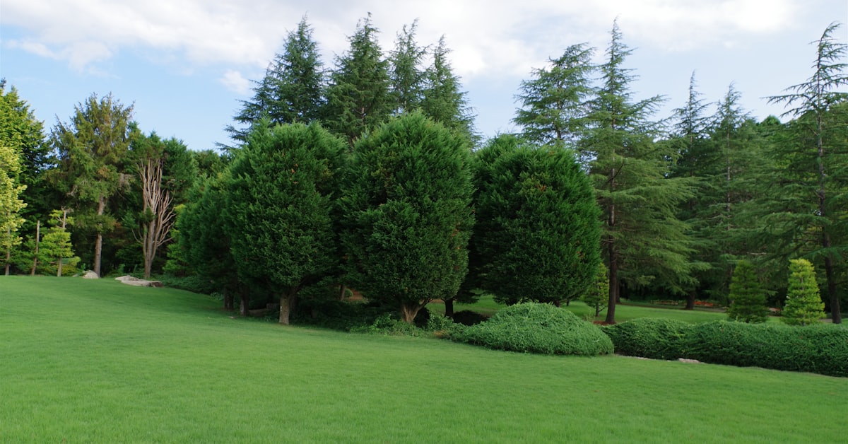 AAA Emergency Tree Service project photo