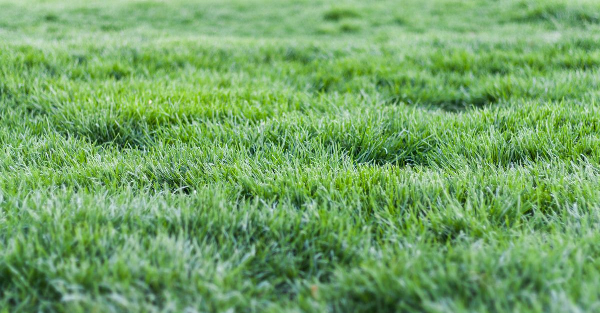 Alternative Lawns project photo