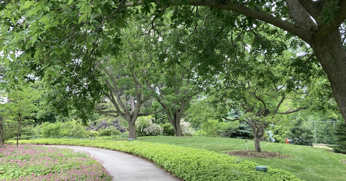 Elite Tree Care project photo