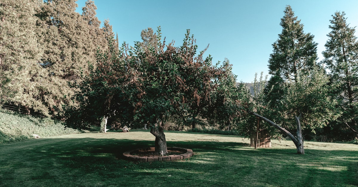 Golden Tree project photo