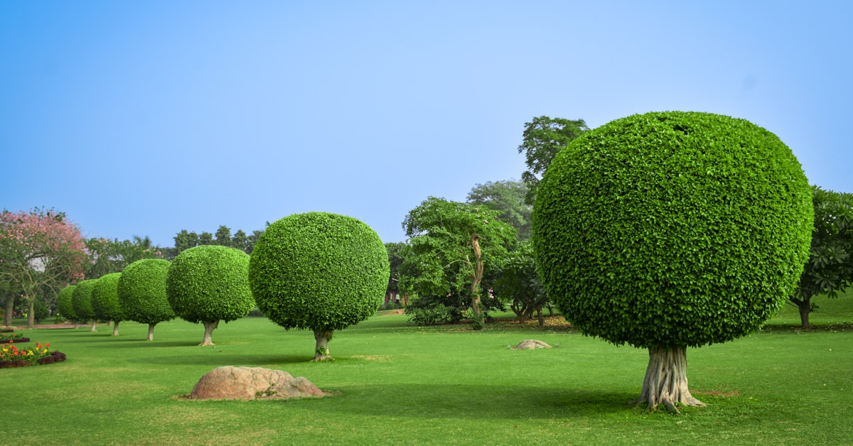 Healthy Trees Inc. project photo