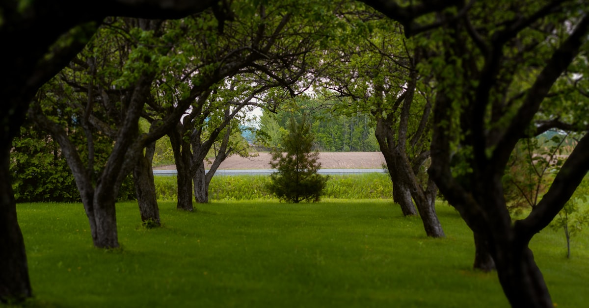 Natural Arbor Care project photo