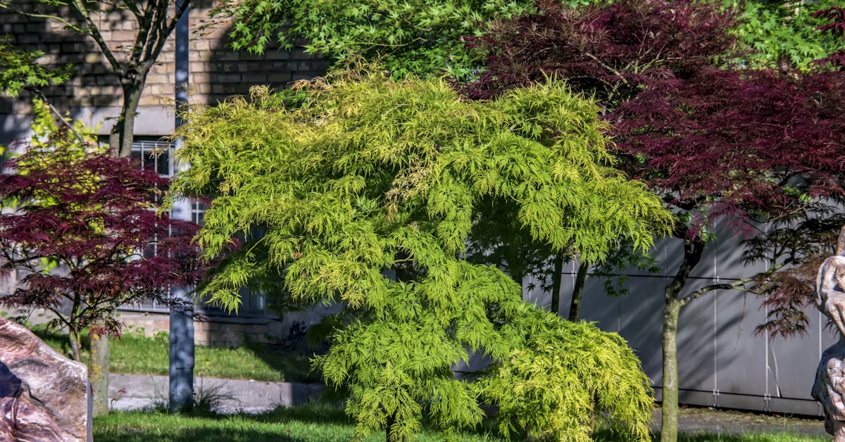 Terry's Tree Service project photo
