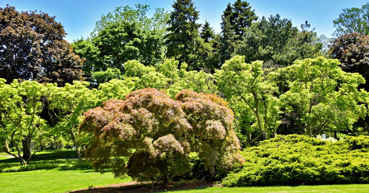 Treemasters, LLC d/b/a The Certified Arborist Tree Service project photo