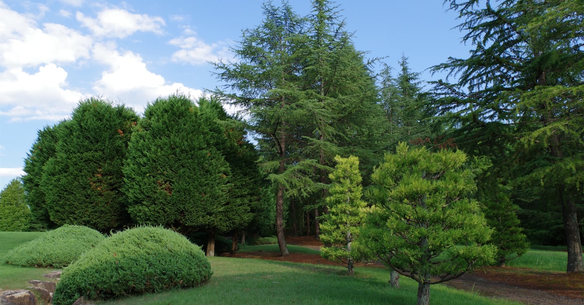 Troy's Tree Services project photo